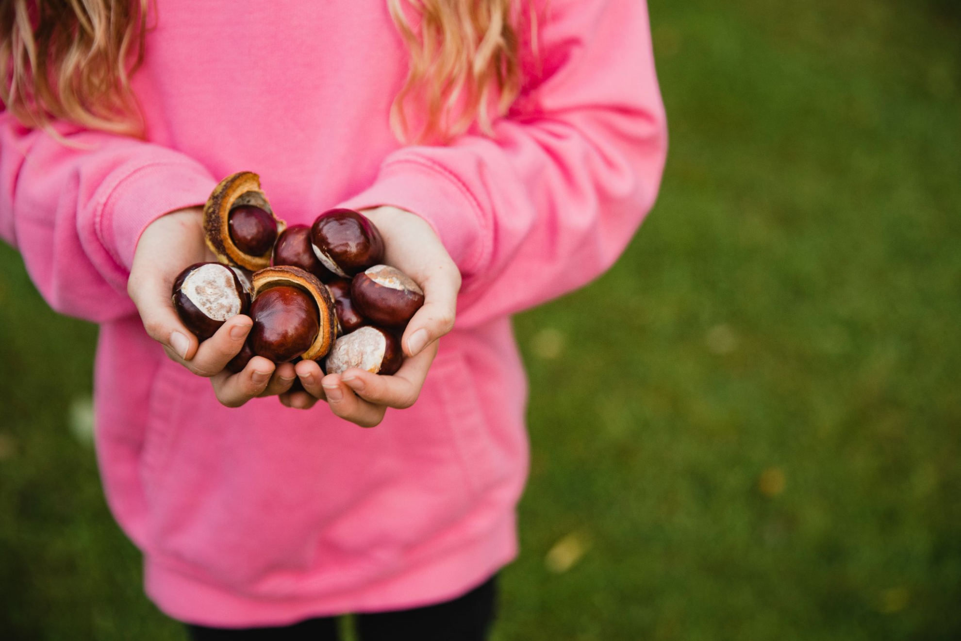 Horse Chestnut Seed Extract Benefits & Uses Natural Venous Treatments